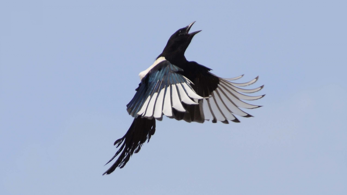 Eurasian Magpie in flight commonly seen in North China.