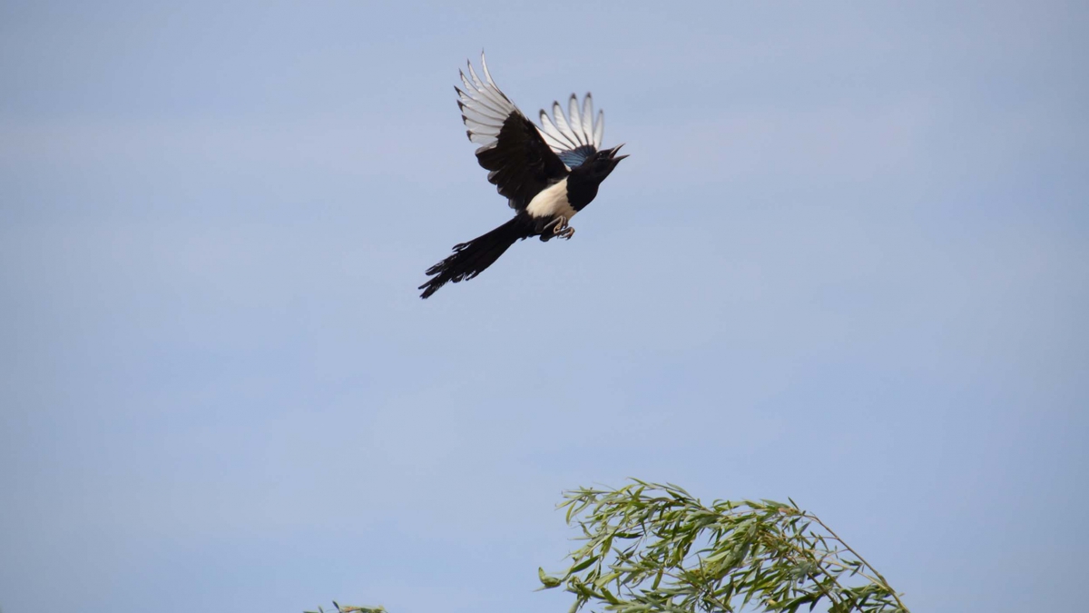 A magpie flying away after chattering