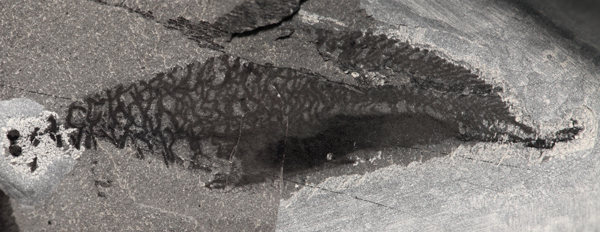 Fossil of Metaspriggina.