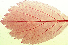 Photograph of red leaf
