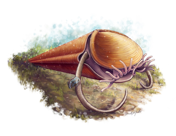 Hyolith reconstruction by Danielle Dufault