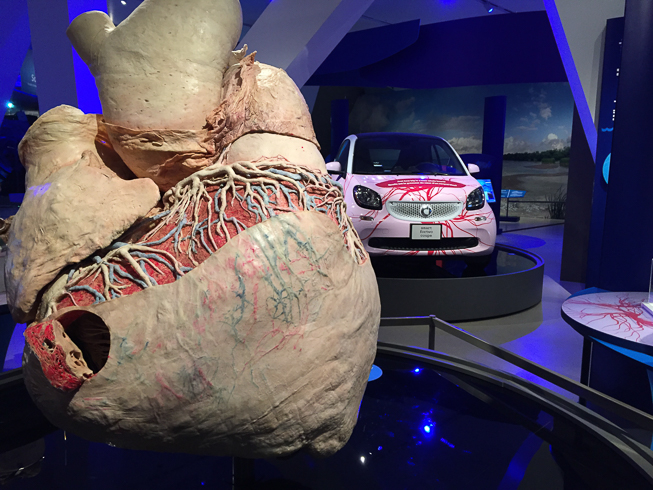 跟smart汽车一样大小的蓝鲸心脏。| The blue whale heart compared to a smart car. | 照片由吴昊康 | Photo by Shawn Wu