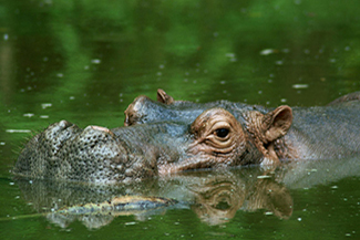 Hippopotamus - the closest living relative to whales! Photo by Patrick Gijsbers courtesy of Wikimedia Commons