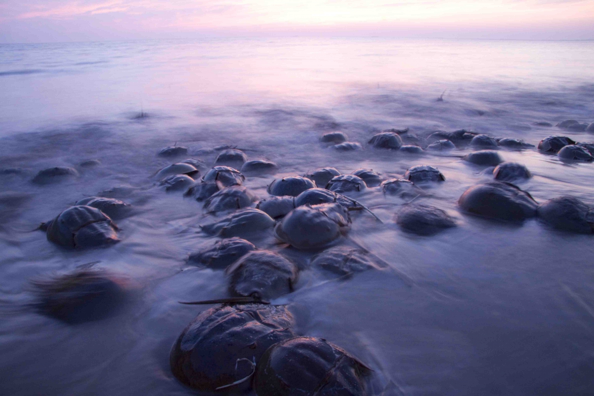 Image of horseshoe crabs spawning in Delaware Bay