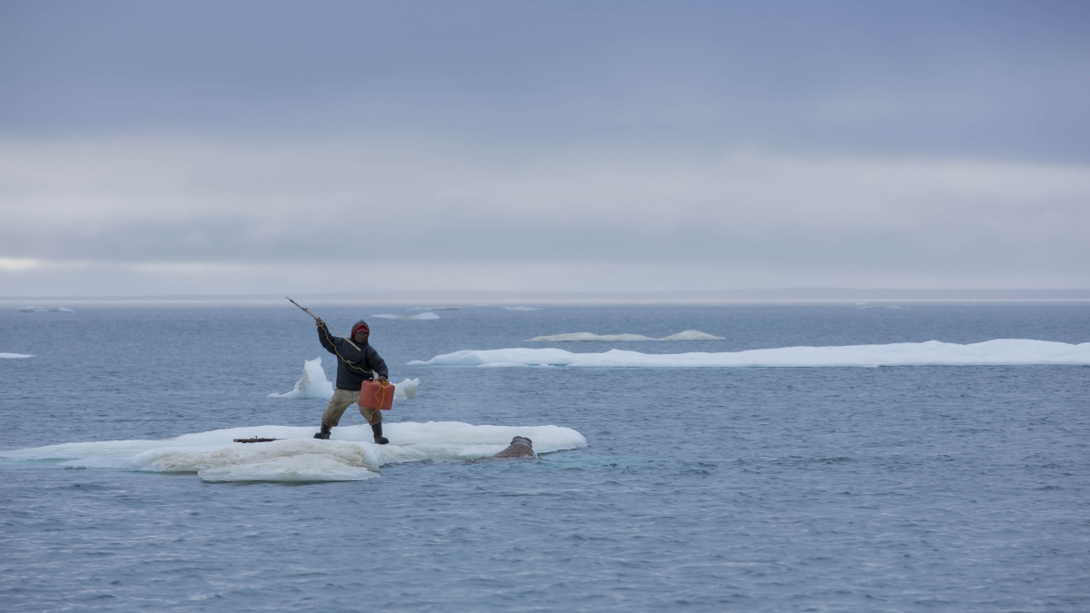 Climate and culture come together in Ian Mauro's photo "1000 Years Ago Today", showing Inuk elder Lukie Airut hunting walrus in the Canadian Arctic, a region warming double the global average © Ian Mauro, 2013
