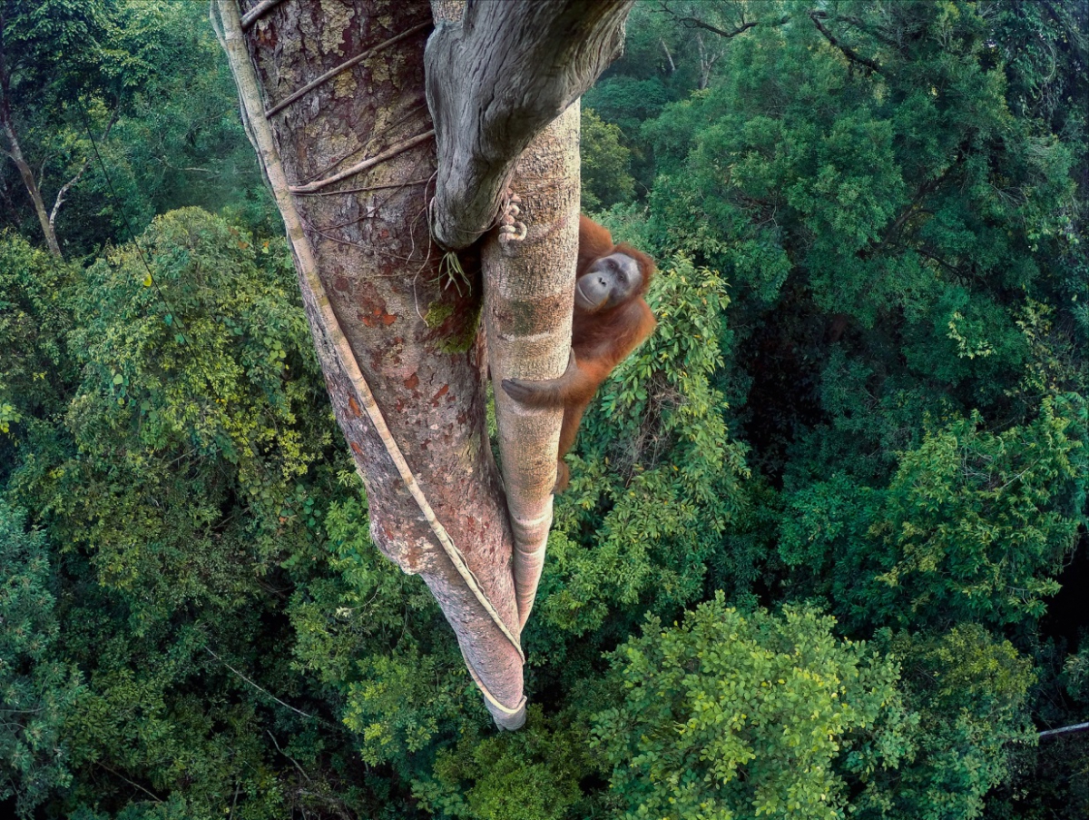 Photo of a monkey climbing a tree