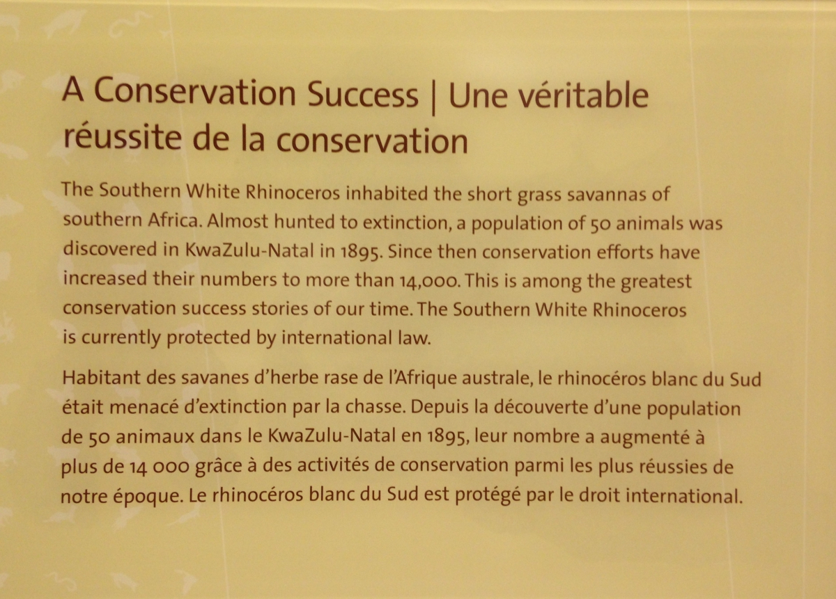 A museum text label, about Bull the southern white rhino