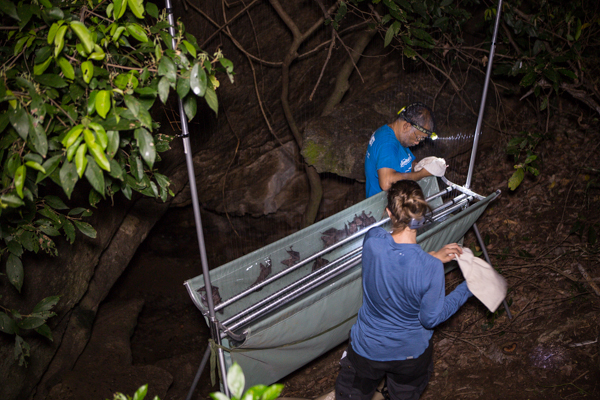 Dr. Burton Lim and Dr. Signe Brinklov identifying and releasing bats caught in a harp trap at Wavulgalge Cave. Credit: Vincent Luk