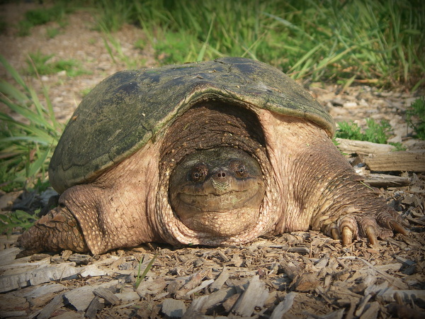 Snapping turtle (Chelydra serpentina) sitting on the roadside. The turtle is perhaps a female, getting ready to lay her eggs. She is in danger of getting hit by cars. 