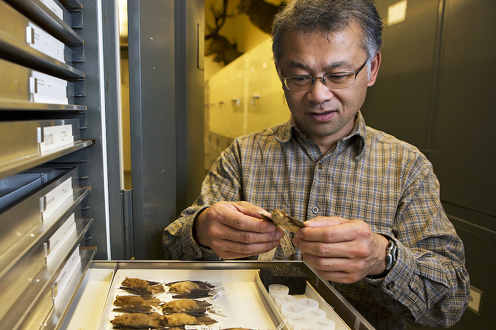 Burton Lim in the bats collections room