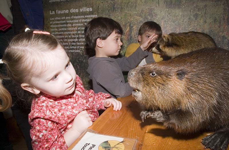 Kids looking at Beavers at the ROM