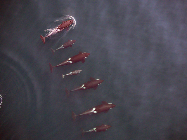 A pod of killer whales as seen from a drone perspective from 90 feet above. Credit: NOAA Fisheries, Vancouver Aquarium
