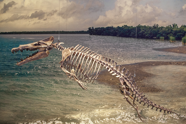 Maiacetus skeleton in the ROM Blue Whale Exhibit. Photo by Natasha Hirt