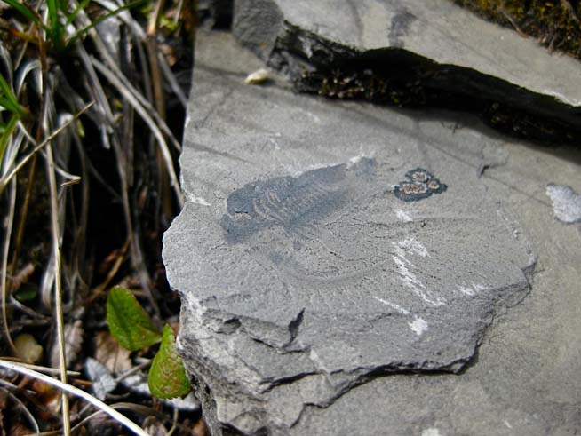 One of the first fossils discovered on talus slopes, a weathered specimen of Marrella splendens, a species better known from the Burgess Shale (image courtesy of Michael Streng)
