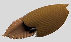 Découverte d’une espèce nouvelle d’animal massif dans les schistes de Burgess datant d’il y a un demi-milliard d’années (découverte récente)