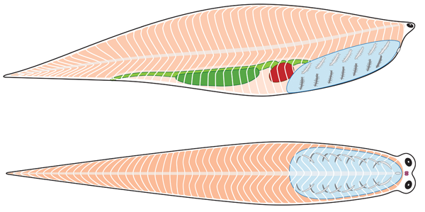 Diagram of Metaspriggina anatomy