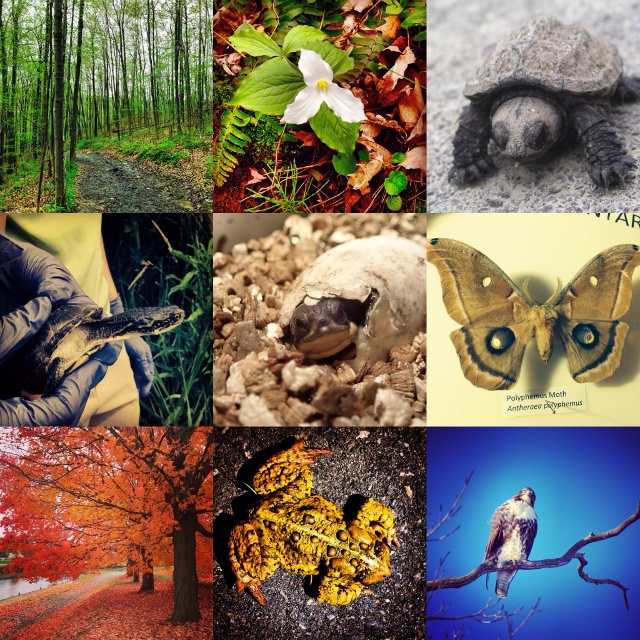 A collage of some of the plants and animals that are found and protected within Rouge National Urban Park. Images by Parks Canada / Toronto Zoo
