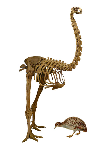 Giant moa skeleton next to a much smaller tinamou.