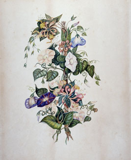 “Morning Glory and Honeysuckle” Susanna Moodie Watercolour on card paper, circa 1869 ROM989.302.2 Gift of Mrs. Grace E. Moogk