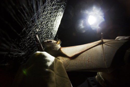 A bat captured at night in a biologist's mist net.