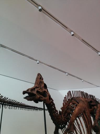 Photo of a dinosaur skeleton