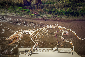 Pakicetus skeleton in the ROM Blue Whale Exhibit. Photo by Natasha Hirt