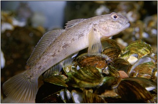 A photo of a roundy goby fish, sitting on some zebra mussels