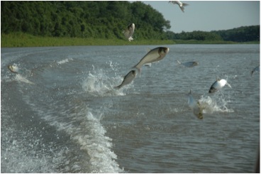 Asian carp leaping out of the water, in the wake of a passing boat