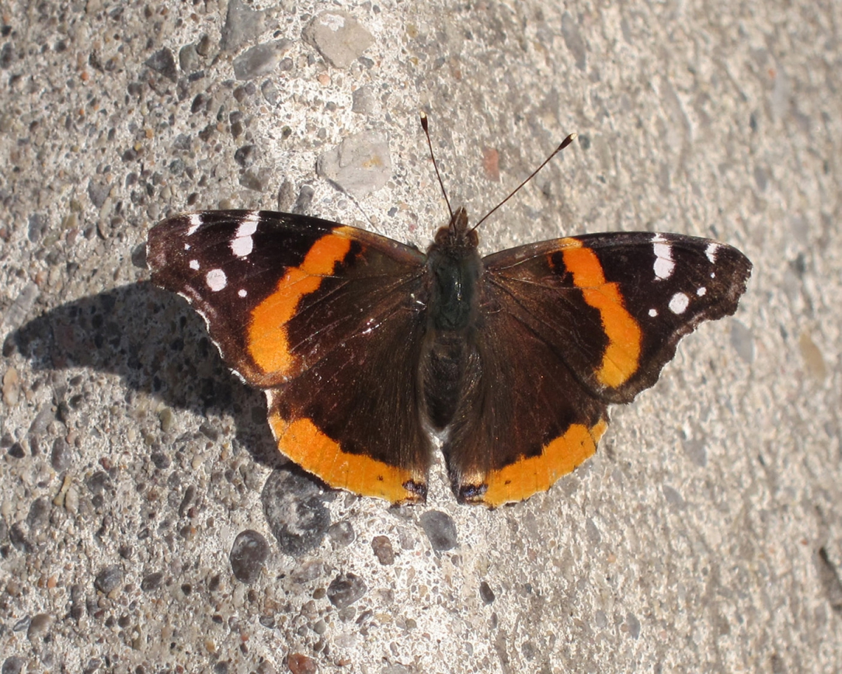 Red Admiral in Toronto