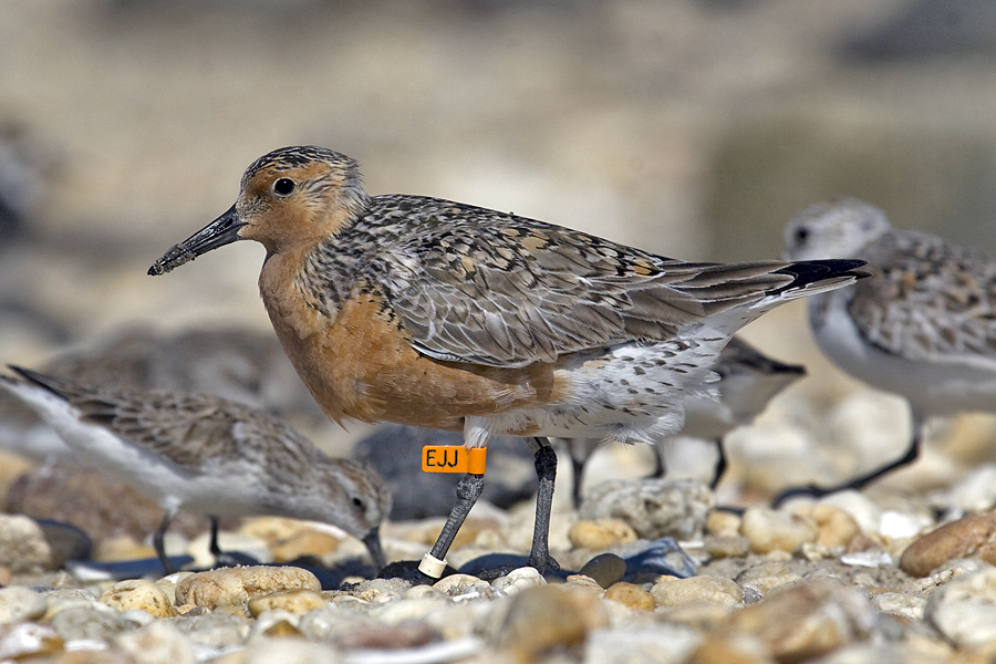 Image of red knot with bird banding on its legs