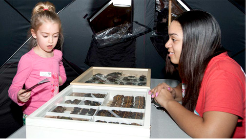 Volunteer looks on as child studies specimens.