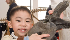 Un enfant manipulant un fossile lors d'une activité interactive du Service de l'éducation du ROM.