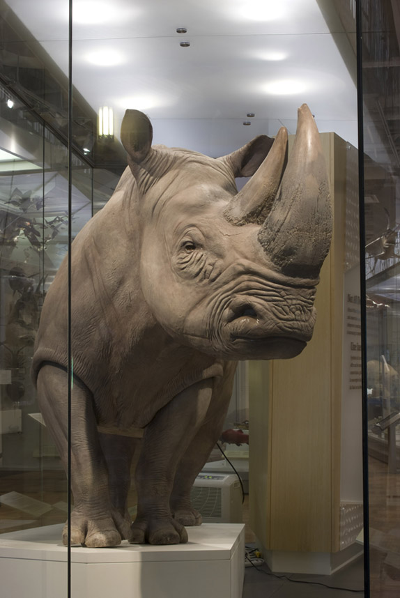 A close up of the southern white rhino in the ROM's biodiversity gallery