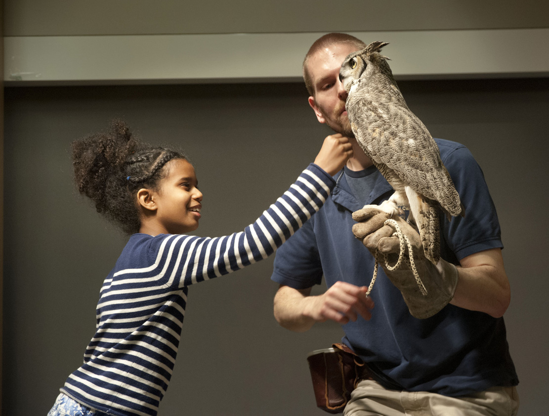 A young girl gently pets the breast of a Great Horned Owl