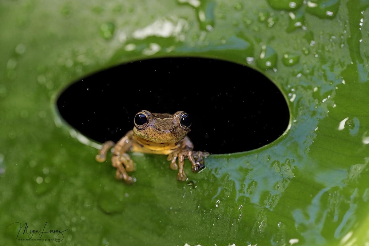 Frog sitting inside a leaf staring forward