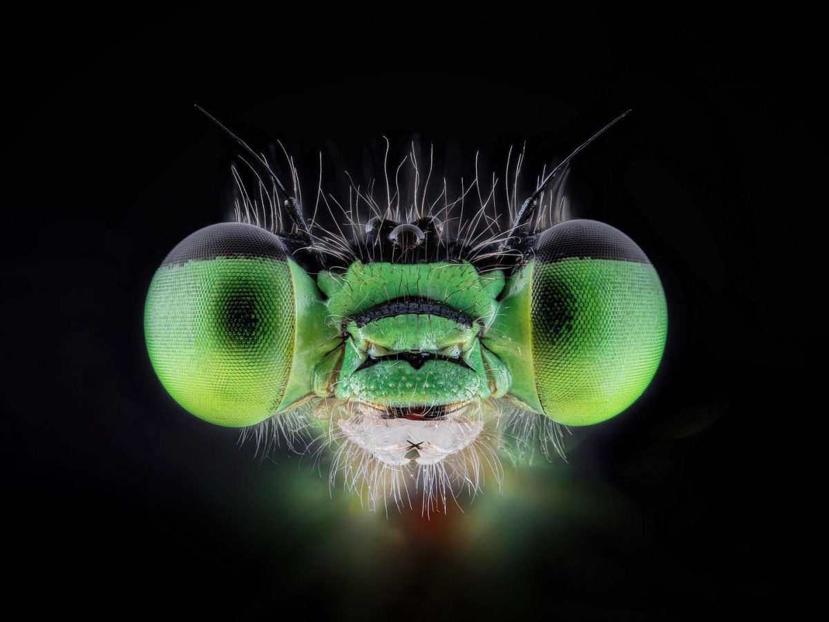 Close-up of a damselfly's face