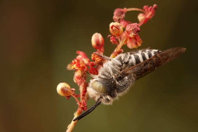 Native bee, close-up. Photo by Sean McCann