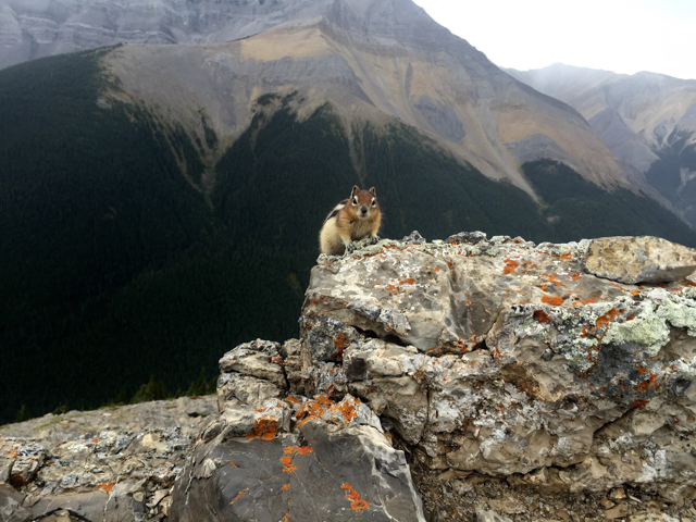Golden-mantled ground squirrel at the top of Sulphur Skyline in Jasper, Alberta. Photo by Shannon Duane