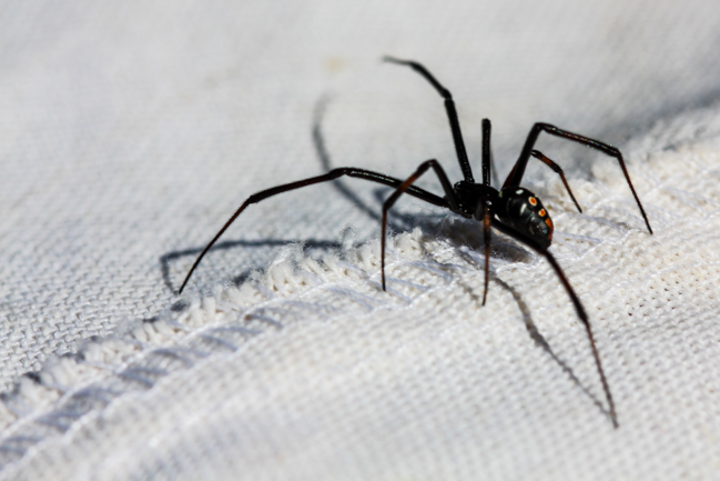 a northern black widow spider crawls across the inside of a cotton net