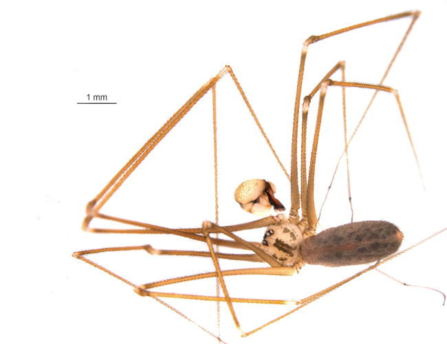a specimen photo of the Pholcus opilionoides spider individual found during the 2014 Ontario BioBlitz