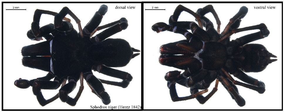 A pair of photos, showing a close up top and bottom view of a black purse-web spider