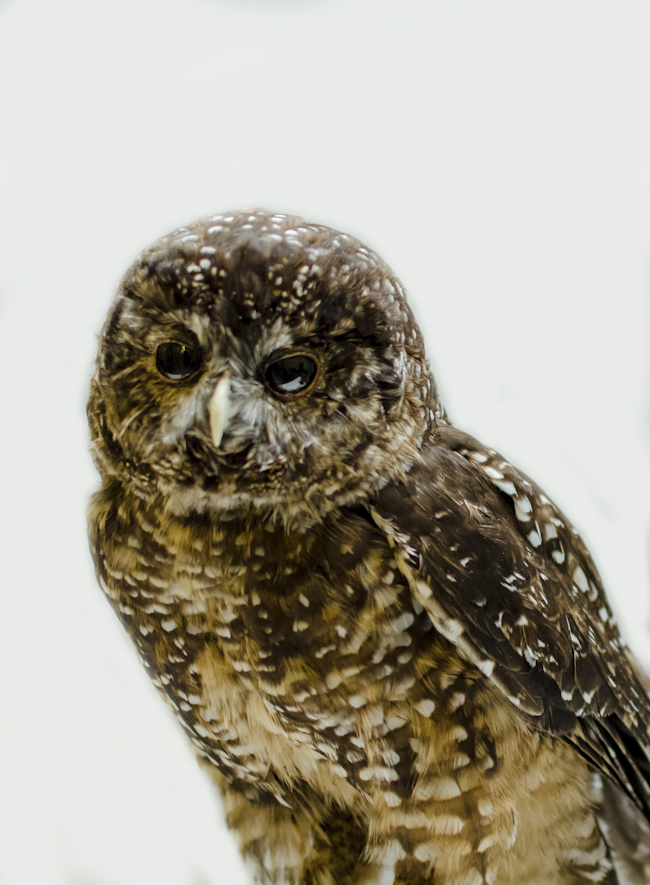 portrait of a spotted owl stuffed specimen at the ROM