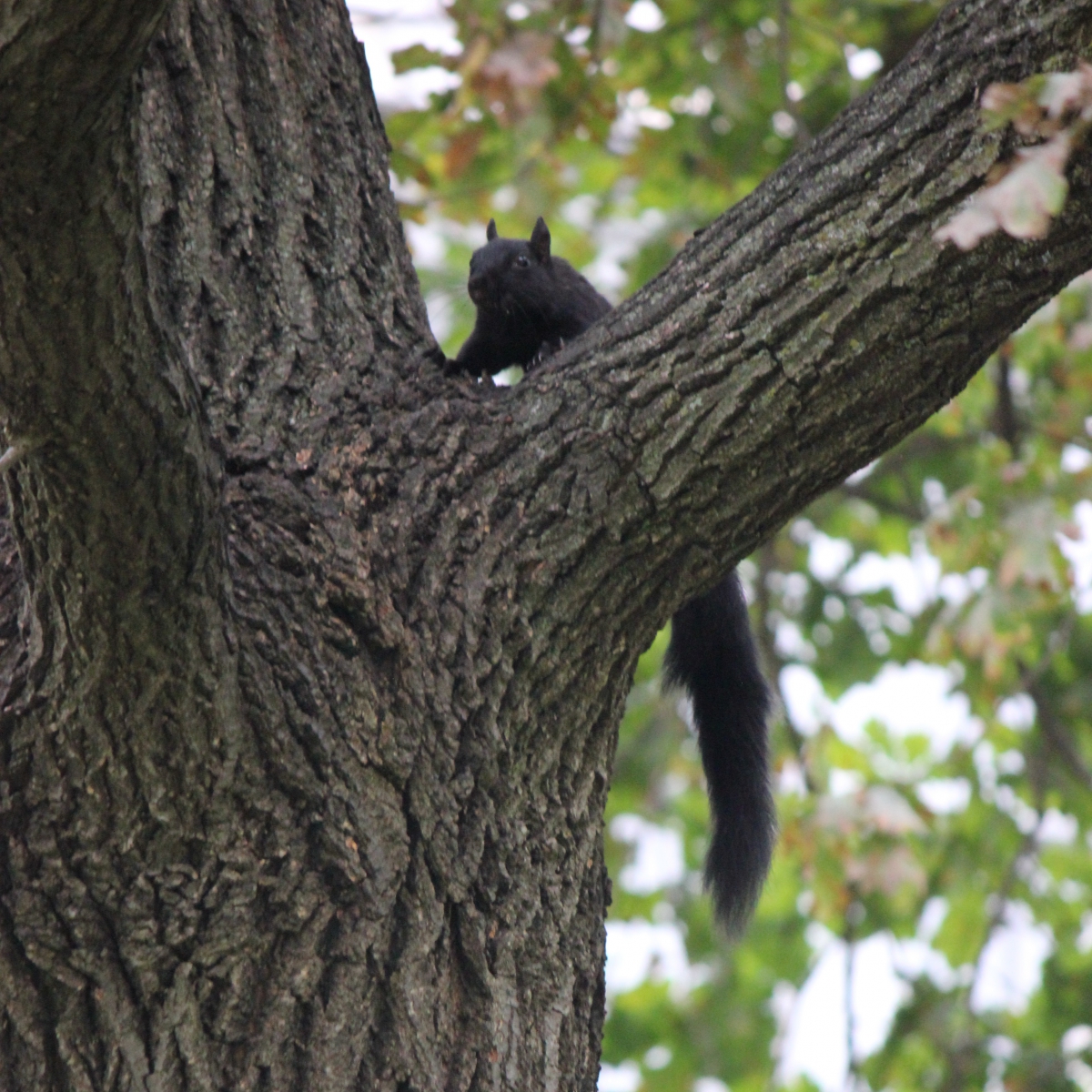 Black squirrel climbing a tree