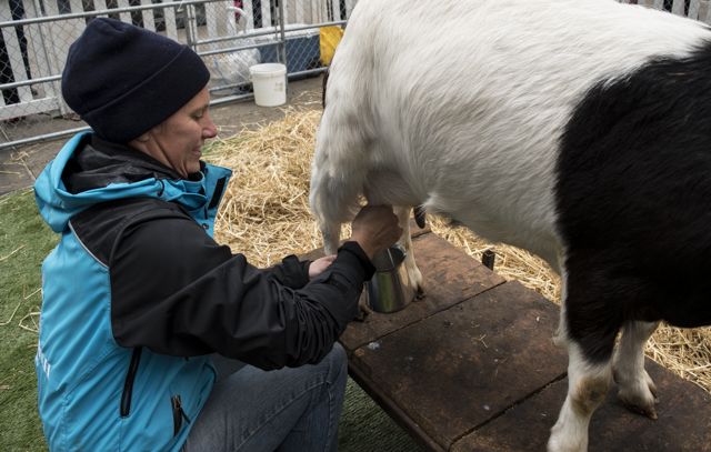 A Goat is milked in front of the ROM. Photo by Teghan Dodds