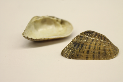 Freshwater mussel shells