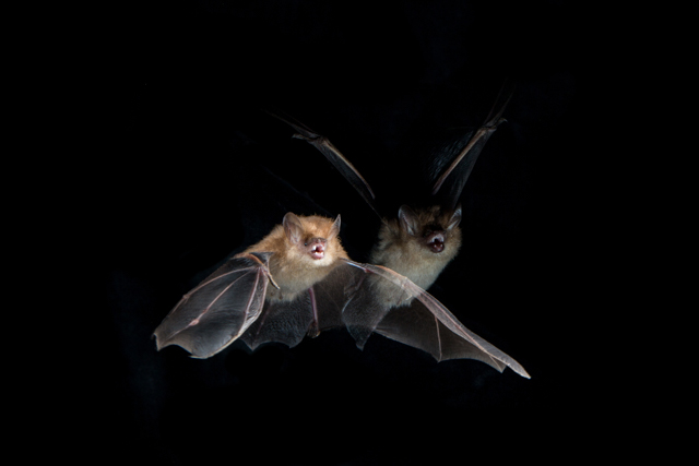 Murina cyclotis bat in flight from #ROMSriLanka. Photo by Vincent Luk