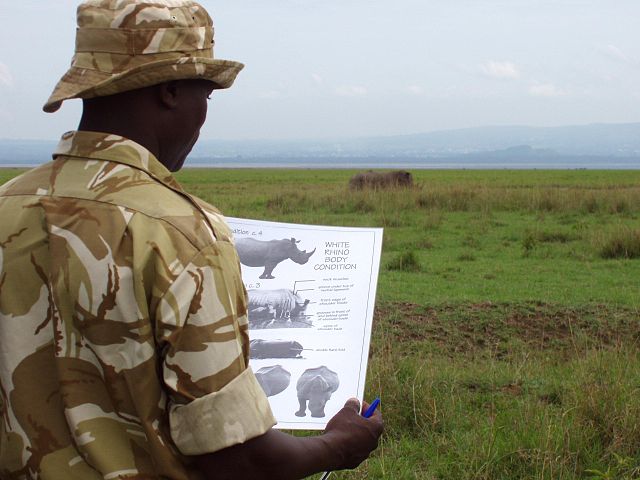 A man looks at a visual guide to rhino health, with a rhino visible in the distance, in a wildlife preserve