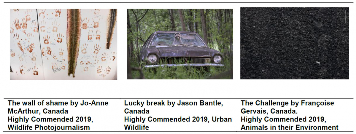 The wall of shame by Jo-Anne McArthur, Canada, Highly Commended 2019, Wildlife Photojournalism.Lucky break by Jason Bantle, Canada, Highly Commended 2019, Urban Wildlife. The Challenge by Françoise Gervais, Canada, Highly Commended 2019, Animals in their Environment.