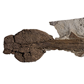 Photo of a tail fossil with a club at the end
