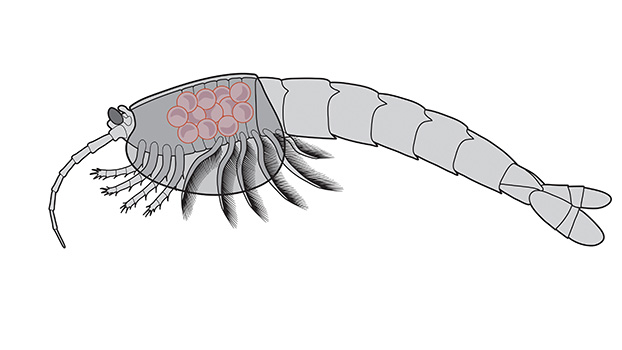 Waptia fieldensis (middle Cambrian) with eggs brooded between the inner surface of the carapace and the body. Illustrator: Danielle Dufault